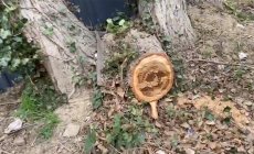 Xətai rayonunda ağaclar kəsilir
