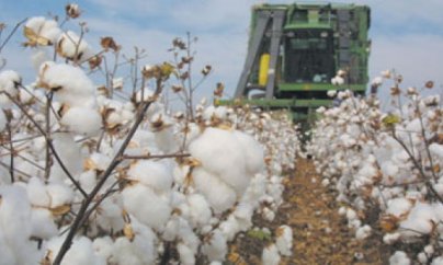 Kənd Təsərrüfati Nazirliyi fermerləri pulsuz qoyur