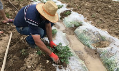 ''Pambıq siyasəti kəndlilərin evin yıxıb''
