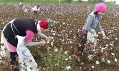 Sabirabadda əhaliyə məcburi pambıq əkini müqaviləsi bağlatdırılır