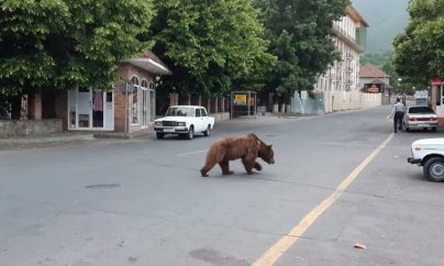 Ayı Altıağac Milli Parkına aparılacaq (VİDEO/FOTO)