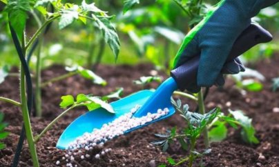 “Aqrolizinq” ASC 32 min ton gübrəni “səhv” alıb