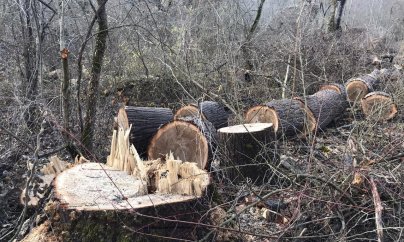 Qusarda 200 hektar meşəni məhv edib bağ salmaq istəyirlər