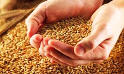 Azərbaycan buğda ixracına gömrük rüsumunu artırdı