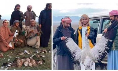 Qaxda durna ovlayan ərəblər cərimələnib