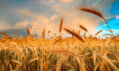 “Buğda təminatında 70 faiz idxaldan asılıyıqsa, bu nazirlik nə iş görür?