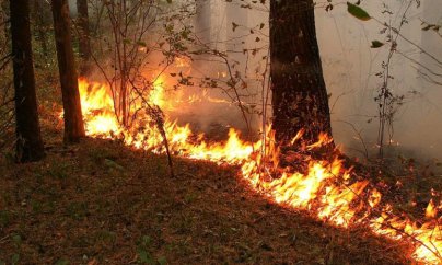 Azərbaycanda da meşə yanğınları başlayıb