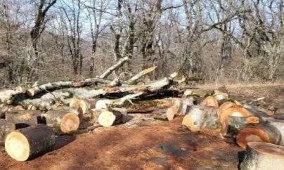 Lənkəran və Lerikdə meşələri kimlər talayır?