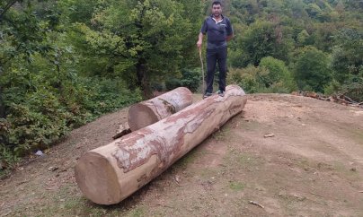 “Ecofront”: Təkcə Cəlilabad meşəbəyliyində 225 qanunsuz kəşilmiş ağac aşkarlanıb