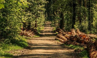 “Meşə torpağı daşınaraq kərpic zavodlarına satılır”