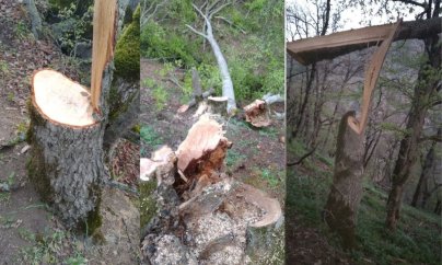 “Yardımlı meşələrində kütləvi  ağac kəsimi taxta materiallarının idxalı ilə bağlı ola bilər”