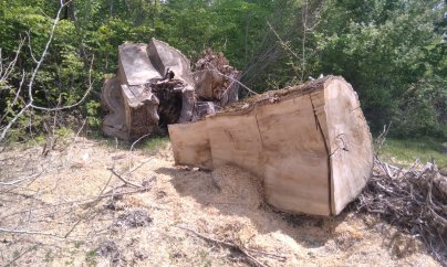 Xaçmazqışlaq sakinləri: “Meşə ərazisi məhv edilir”