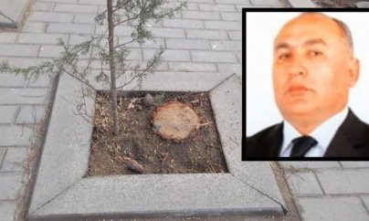 Bu qurumun vəzifəli şəxslərinə cinayət işi açıla bilər - Ağaclar niyə kəsilib?