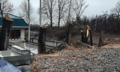 Ekoloq Ağdaşda ağacların budama adıyla məhv edildiyini deyir