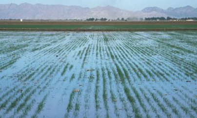 Fermerlər kanal suyunun əkin sahələrinə axıdılmasından narahatdır