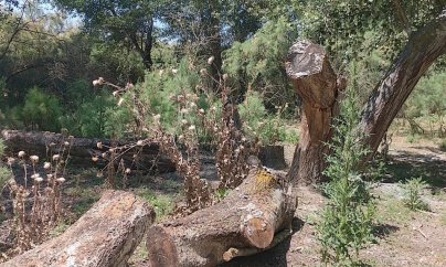 Kürdəmirdə kütləvi ağac kəsimi: ekoloji böhrandan nazirə şikayət