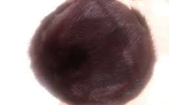 "O qədər susduq, axırda özü dilləndi papaq"   - Tofiq Həsənli