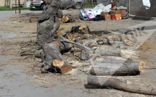 Nizami rayonunda ağacları kəsib yerində bina tikirlər - FOTO