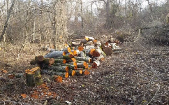 Qusar meşələrində kütləvi ağac qırğını