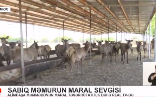 Həbs edilən icra başçısının maral ferması aşkarlandı (VİDEO)