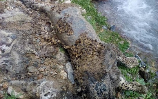 Ordubadda qar örtüyü altından bəbir cəsədi tapılıb