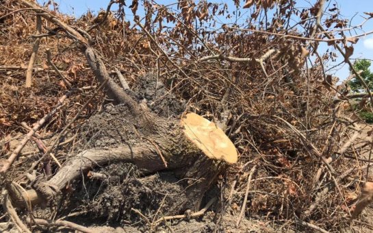 “Qırmızı kitabda olan ağaclar kəsilib, yerində çay plantasiyası salınır”