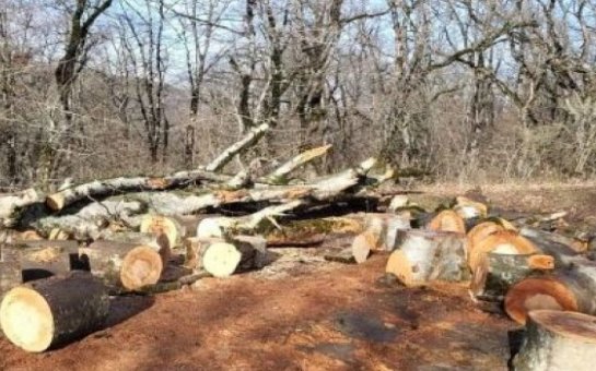 Lənkəran və Lerikdə meşələri kimlər talayır?