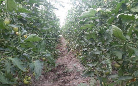 “Bu il az pomidor əkdik və uduzduq…”