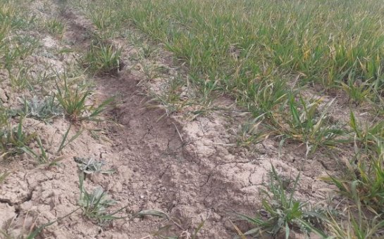 “Subsidiyadan bəhrələnən oliqarx-məmurlardır”