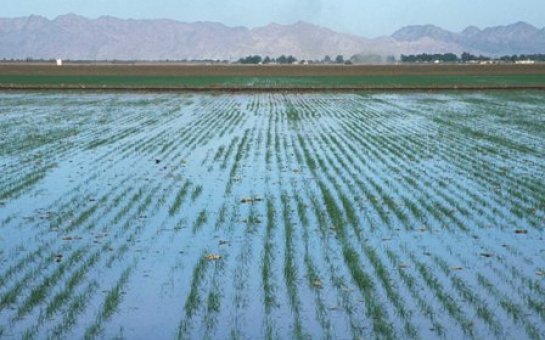 Fermerlər kanal suyunun əkin sahələrinə axıdılmasından narahatdır