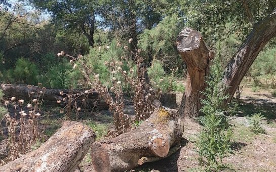 Kürdəmirdə kütləvi ağac kəsimi: ekoloji böhrandan nazirə şikayət